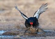 Birkhahnbalz - Black Grouse Courtship
